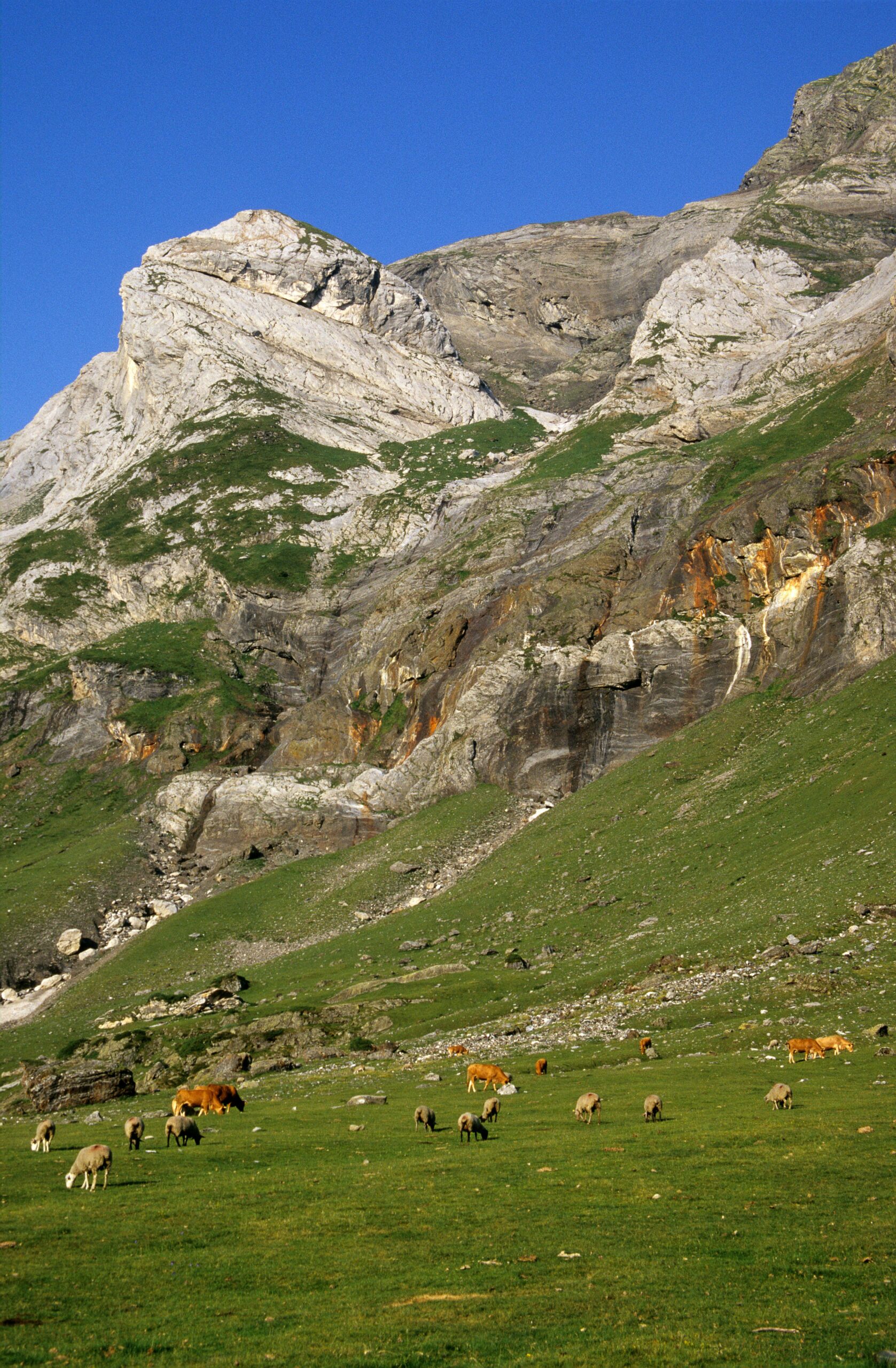 Grazing animals on a lush green pasture in Luz-Saint-Sauveur, showcasing nature's beauty.