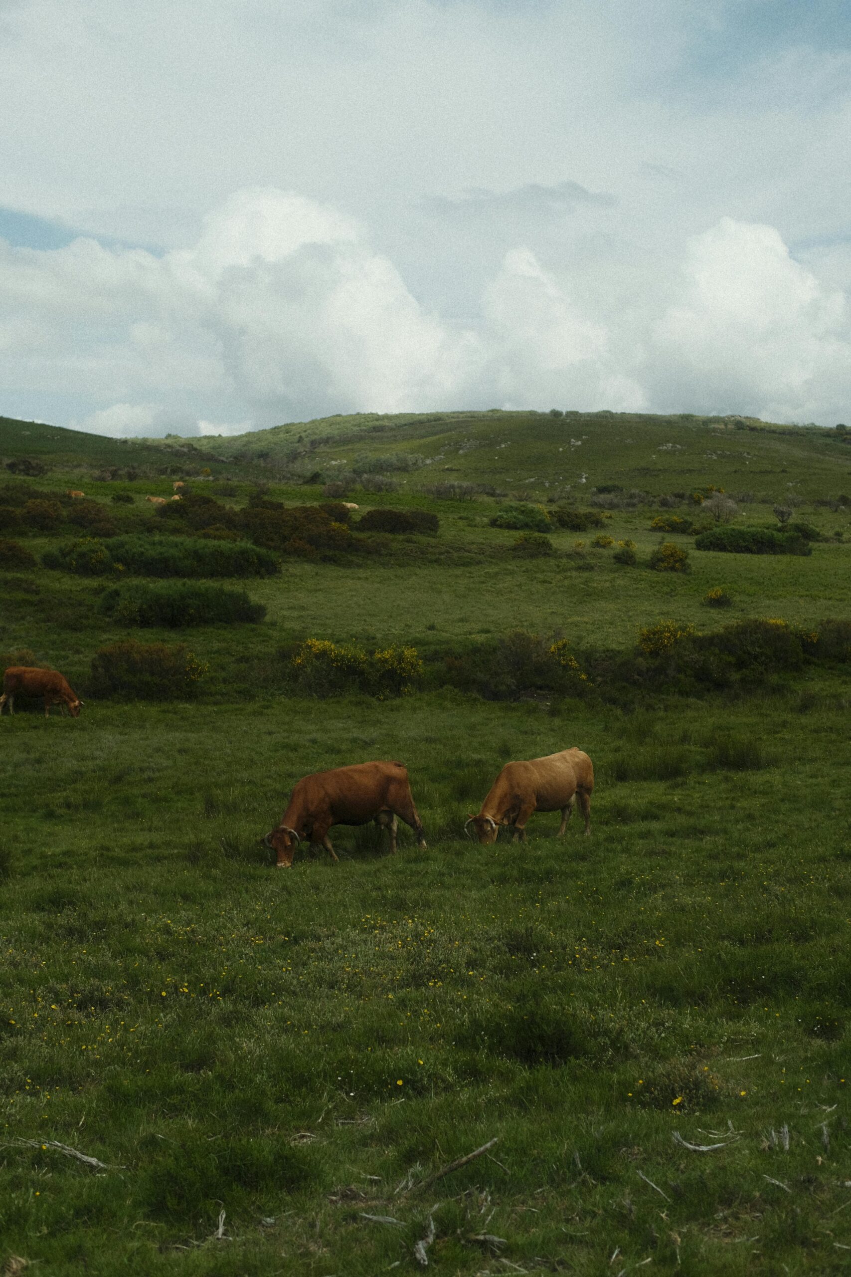 Scenic view of cows grazing on a green pasture in Ourense, Spain, under a partly cloudy sky.